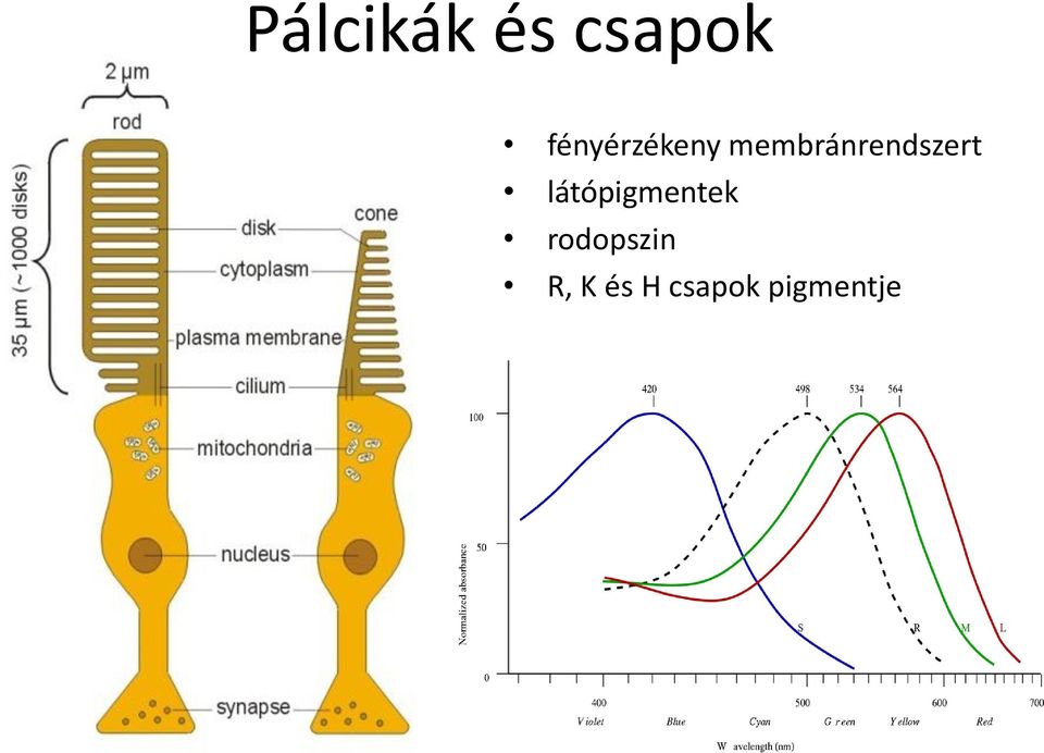 membránrendszert