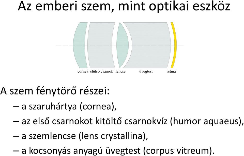 az első csarnokot kitöltő csarnokvíz (humor aquaeus), a