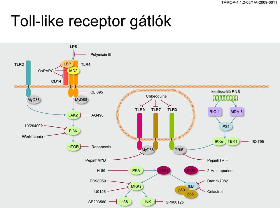 p50 p65 MyD88 Polymixin B CLI095 LPS TLR4 MyD88 MD2 LBP kettősszálú RNS BX795 TBK1 IKKe