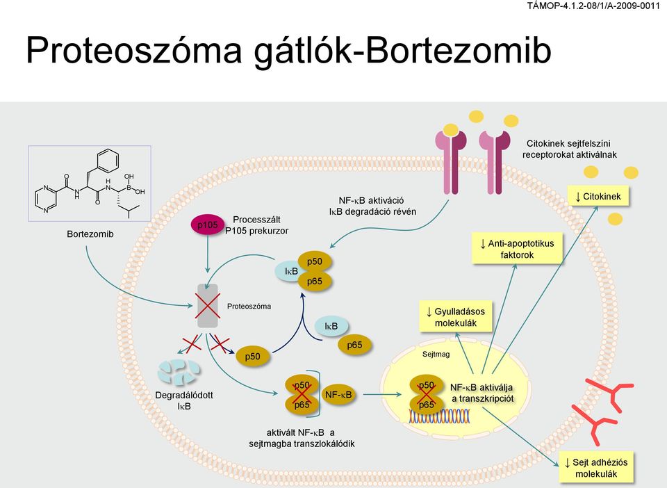 faktorok Citokinek Proteoszóma lkb Gyulladásos molekulák p50 p65 Sejtmag Degradálódott IkB p50 p65 NF-kB