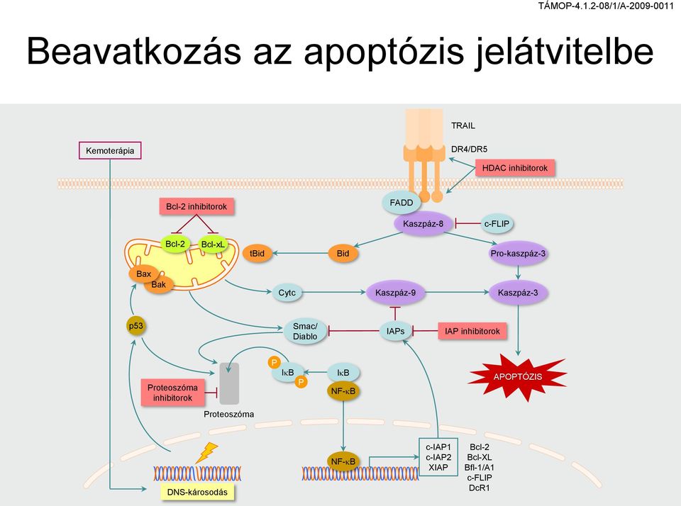 Kaszpáz-9 Kaszpáz-3 p53 Smac/ Diablo IAPs IAP inhibitorok Proteoszóma inhibitorok P lkb P