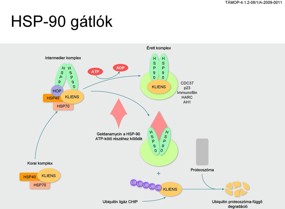 HSP-90 ATP-kötő részéhez kötődik Korai komplex HSP40 KLIENS + Proteoszóma