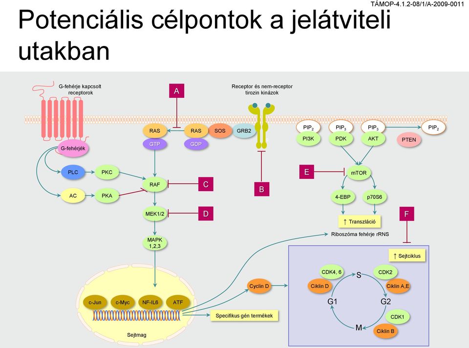 mtor AC PKA RAF C B 4-EBP p70s6 MEK1/2 D Transzláció F MAPK 1,2,3 Riboszóma fehérje rrns Sejtciklus CDK4,