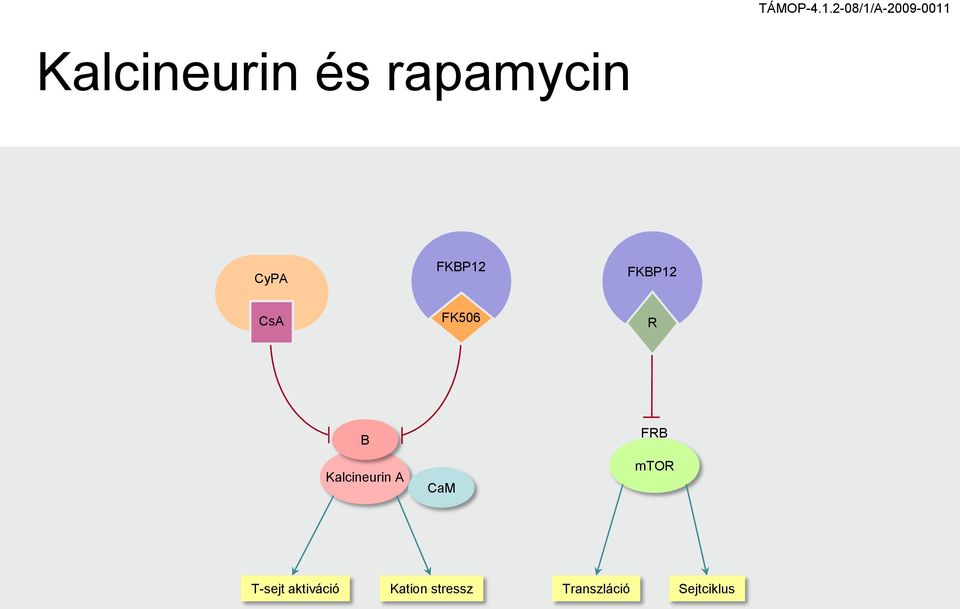 Kalcineurin A CaM FRB mtor T-sejt