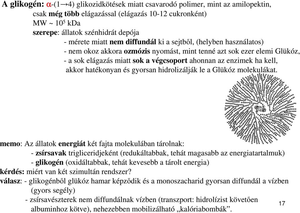 hatékonyan és gyorsan hidrolizálják le a Glükóz molekulákat.