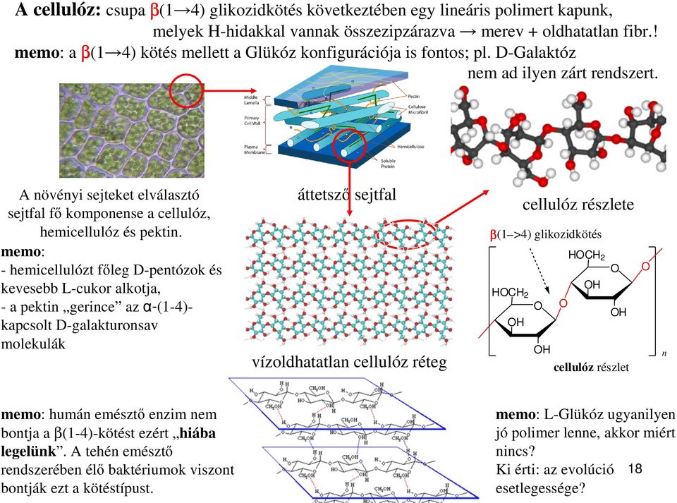 memo: - hemicellulózt fleg D-pentózok és kevesebb L-cukor alkotja, - a pektin gerince az -(1-4)- kapcsolt D-galakturonsav molekulák áttetsz sejtfal vízoldhatatlan cellulóz réteg 2 cellulóz részlete
