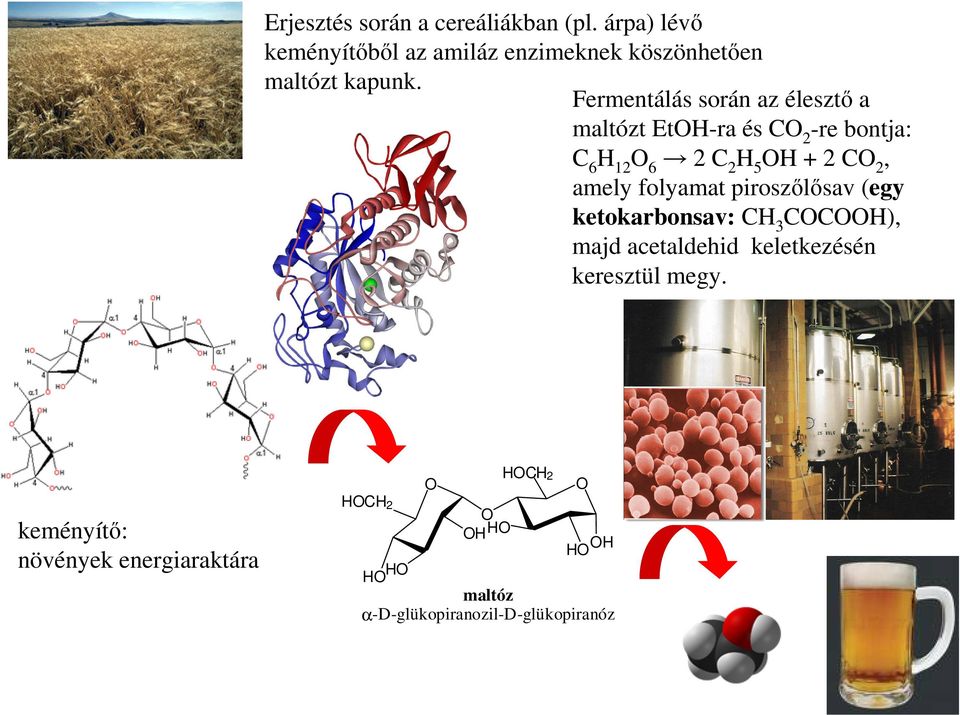 Fermentálás során az éleszt a maltózt Et-ra és 2 -re bontja: 6 12 6 2 2 5 + 2 2, amely