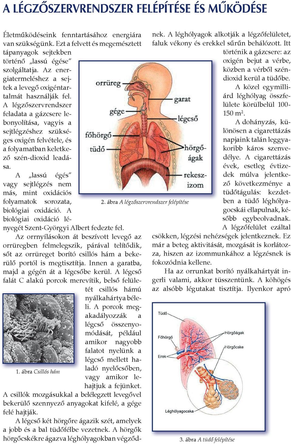 A lég zőszervrendszer feladata a gázcsere lebo nyolí tása, vagyis a sejtlégzéshez szükséges oxi gén felvétele, és a folyamatban keletkező szén-dioxid leadása.