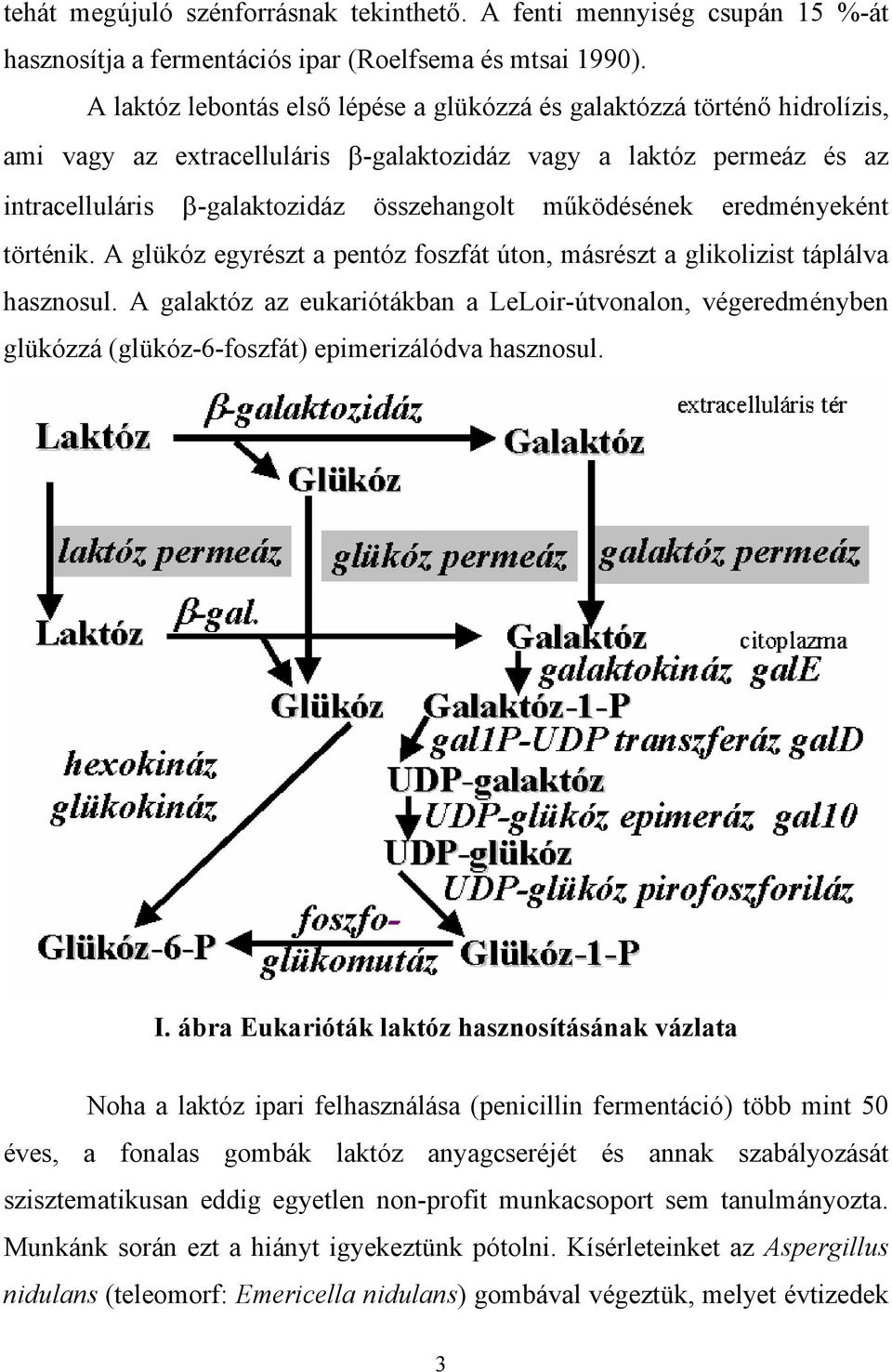 eredményeként történik. A glükóz egyrészt a pentóz foszfát úton, másrészt a glikolizist táplálva hasznosul.