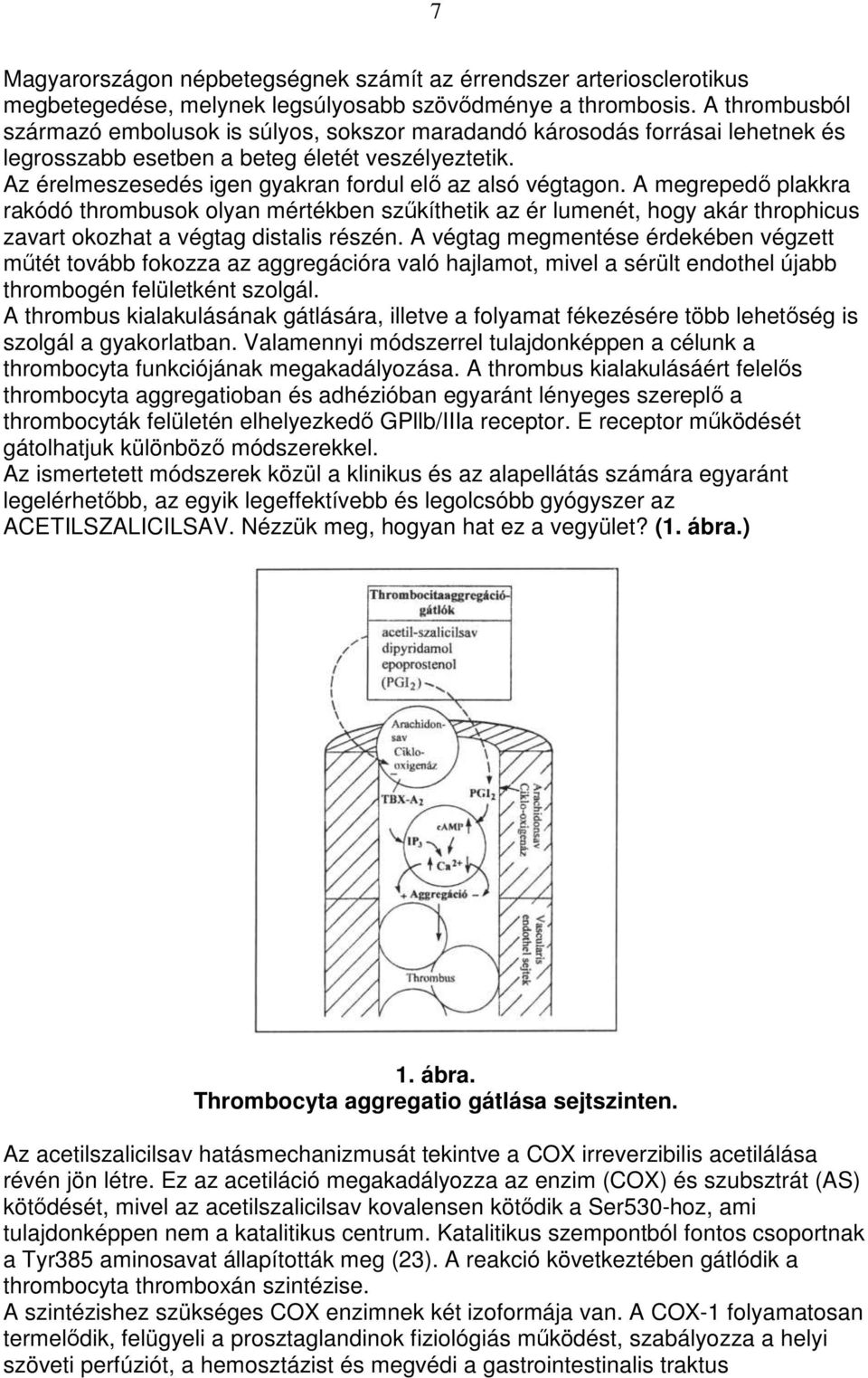 Az érelmeszesedés igen gyakran fordul elı az alsó végtagon.