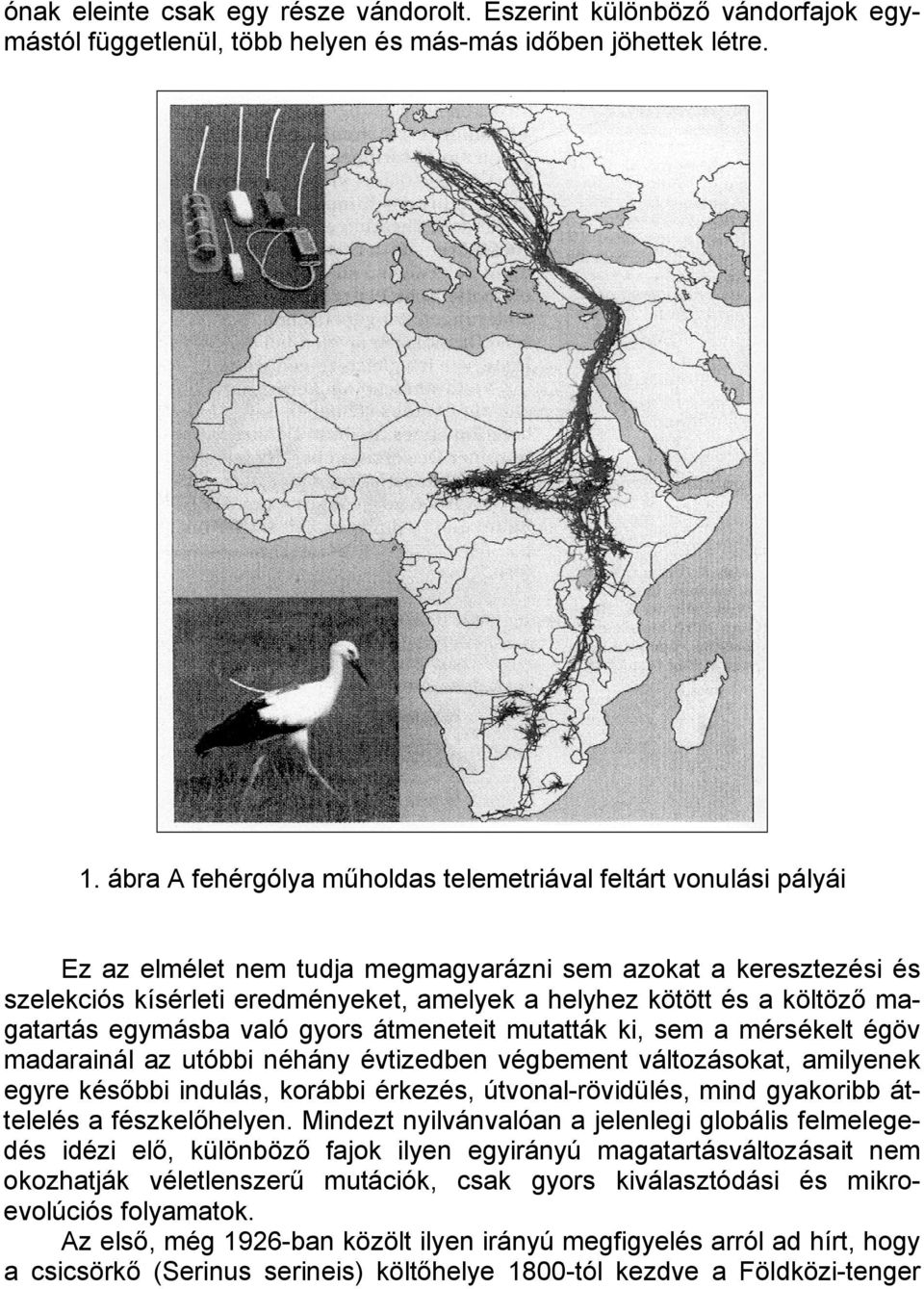 költöző magatartás egymásba való gyors átmeneteit mutatták ki, sem a mérsékelt égöv madarainál az utóbbi néhány évtizedben végbement változásokat, amilyenek egyre későbbi indulás, korábbi érkezés,