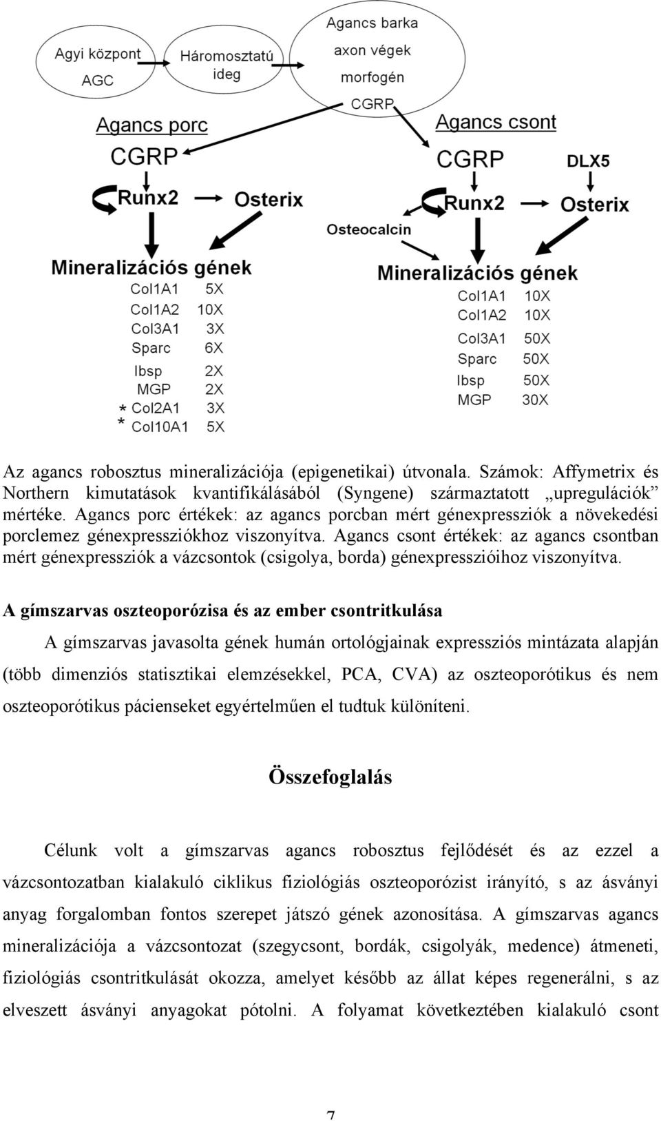 Agancs csont értékek: az agancs csontban mért génexpressziók a vázcsontok (csigolya, borda) génexpresszióihoz viszonyítva.