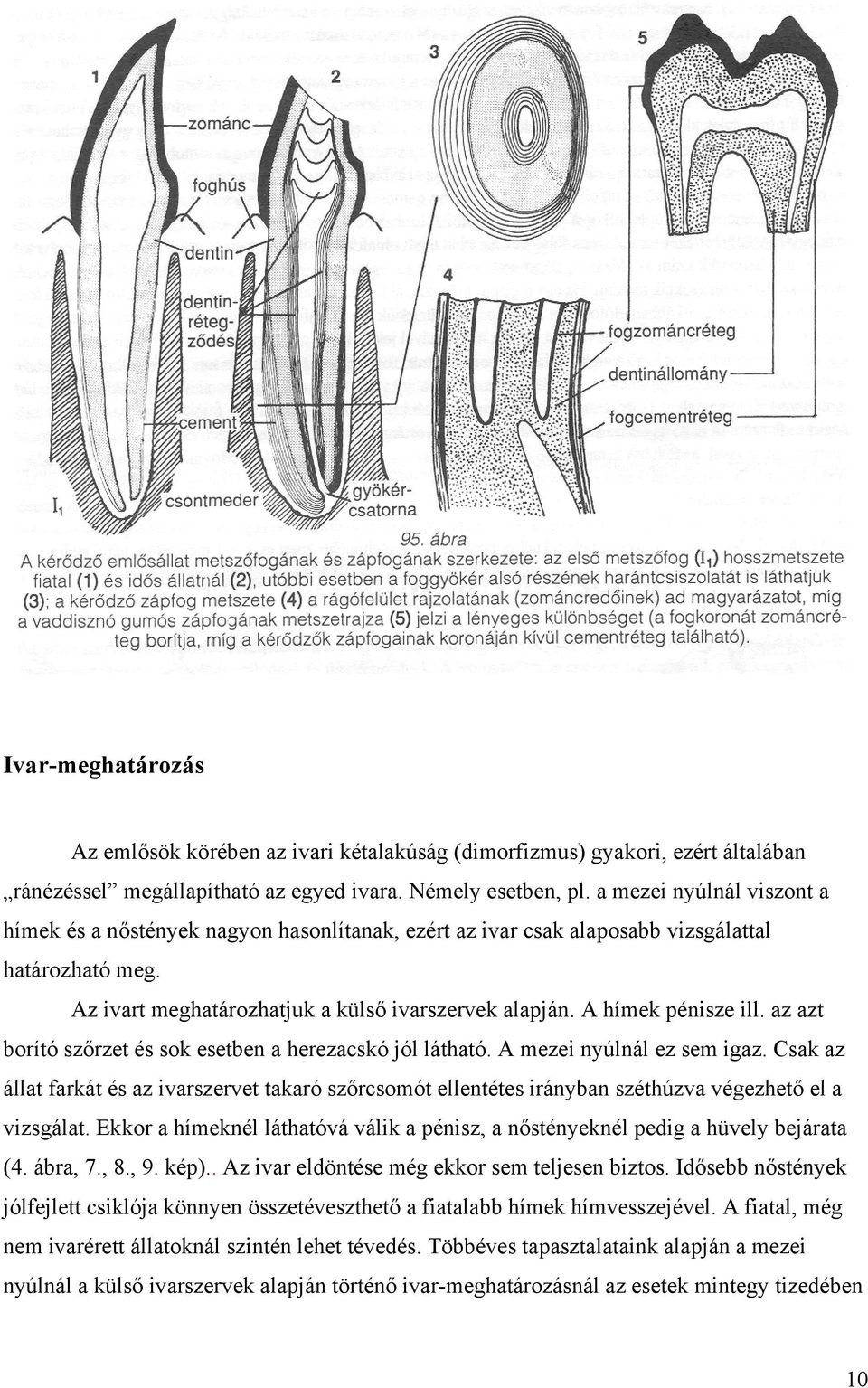 A hímek pénisze ill. az azt borító szőrzet és sok esetben a herezacskó jól látható. A mezei nyúlnál ez sem igaz.