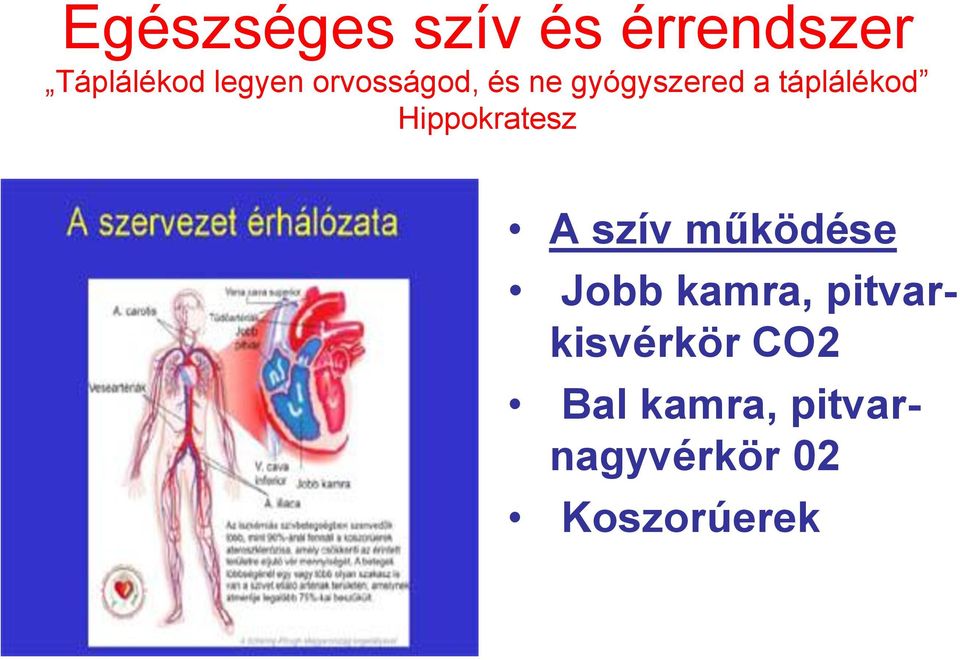 Hippokratesz A szív működése Jobb kamra,