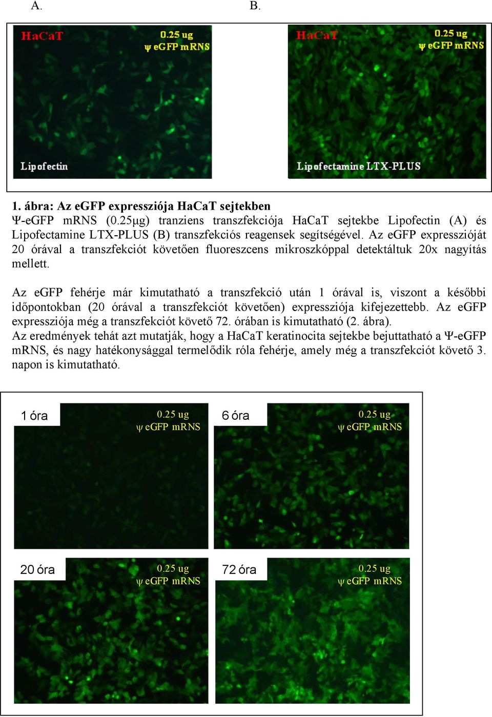 Az egfp fehérje már kimutatható a transzfekció után 1 órával is, viszont a későbbi időpontokban (20 órával a transzfekciót követően) expressziója kifejezettebb.