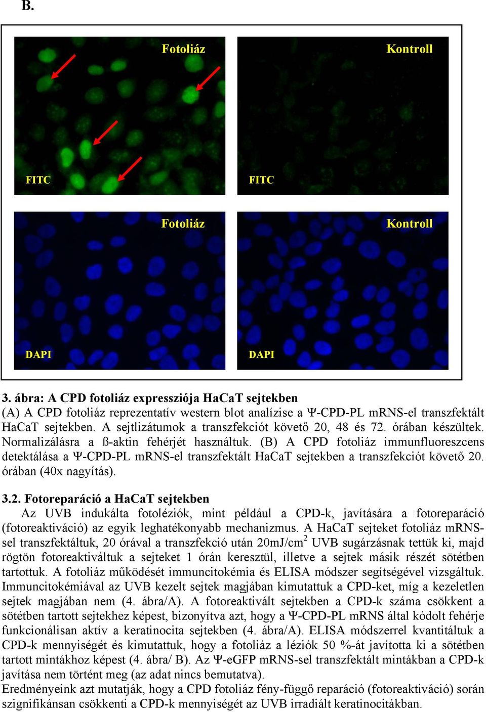 A sejtlizátumok a transzfekciót követő 20, 48 és 72. órában készültek. Normalizálásra a ß-aktin fehérjét használtuk.