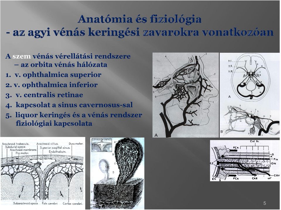 v. centralis retinae 4. kapcslat a sinus cavernsus-sal 5.