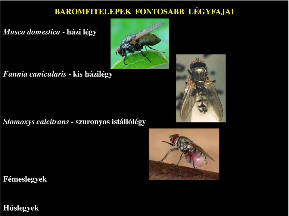 canicularis - kis házilégy Stomoxys