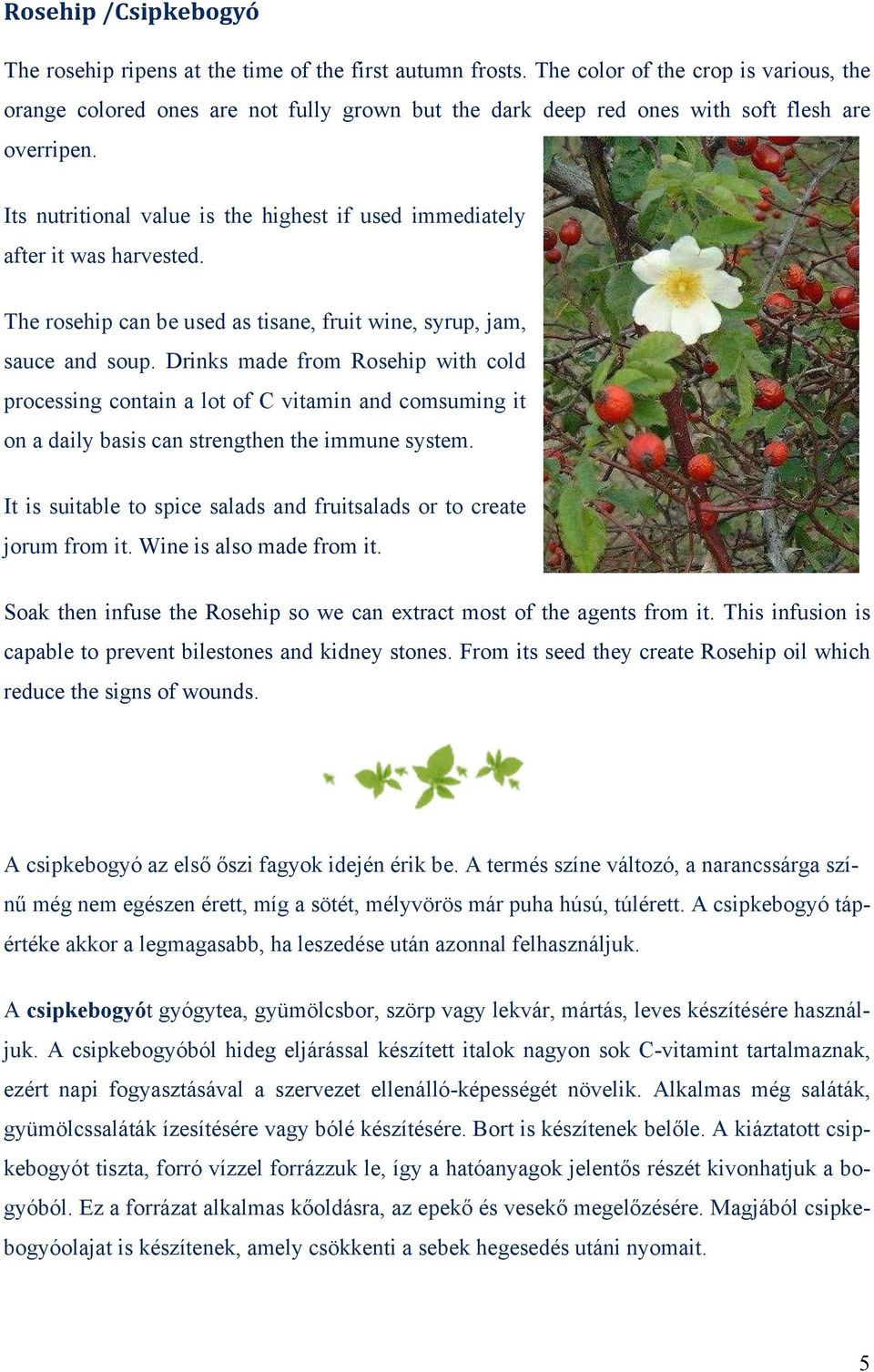 Its nutritional value is the highest if used immediately after it was harvested. The rosehip can be used as tisane, fruit wine, syrup, jam, sauce and soup.