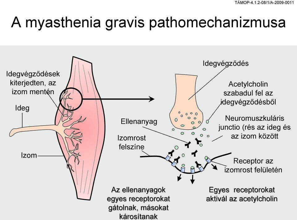 károsítanak Idegvégződés Acetylcholin szabadul fel az idegvégződésből Neuromuszkuláris