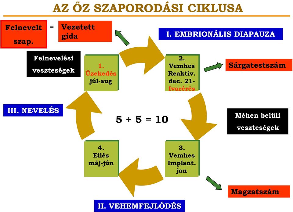 Vemhes Reaktiv. dec. 21- Ivarérés Sárgatestszám III.