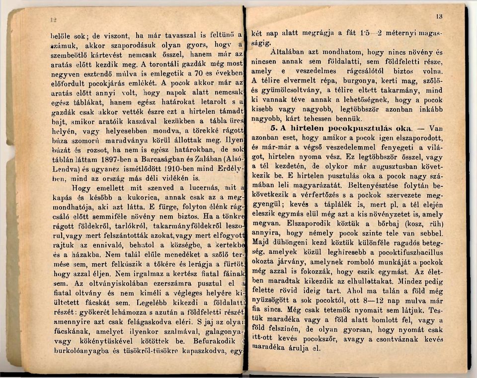 A pocok akkor már az aratás előtt annyi volt, hogy napok alatt nemcsak egész táblákat, hanem egész határokat letarolt s a gazdák csak akkor vették észre ezt a hirtelen támadt bajt, amikor aratóik