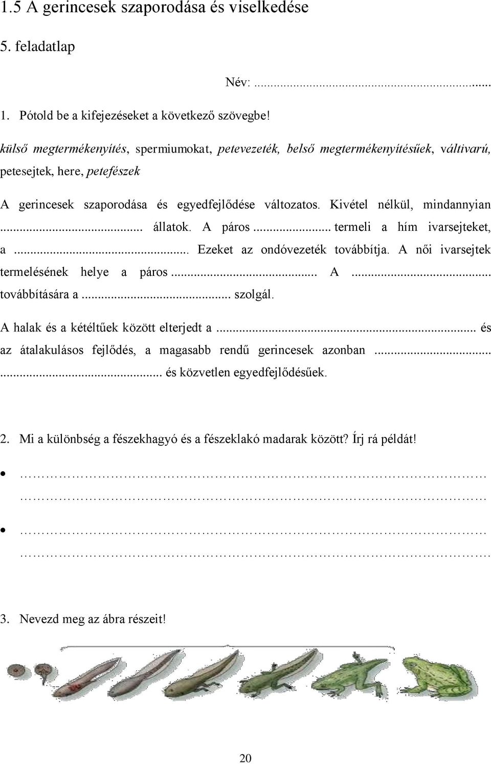 Kivétel nélkül, mindannyian... állatok. A páros... termeli a hím ivarsejteket, a... Ezeket az ondóvezeték továbbítja. A női ivarsejtek termelésének helye a páros... A... továbbítására a.