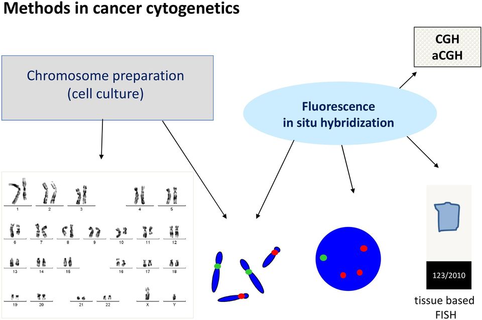 culture) Fluorescence in situ