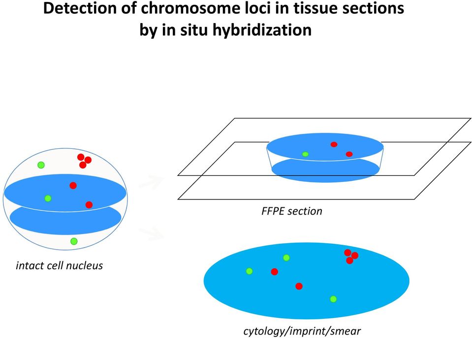 evaluated(4-6 µm) heterochromatin/euchromatin differentially