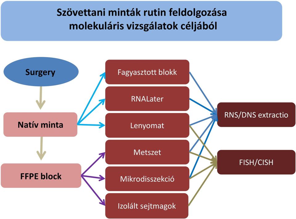 Natív minta RNALater Lenyomat RNS/DNS extractio