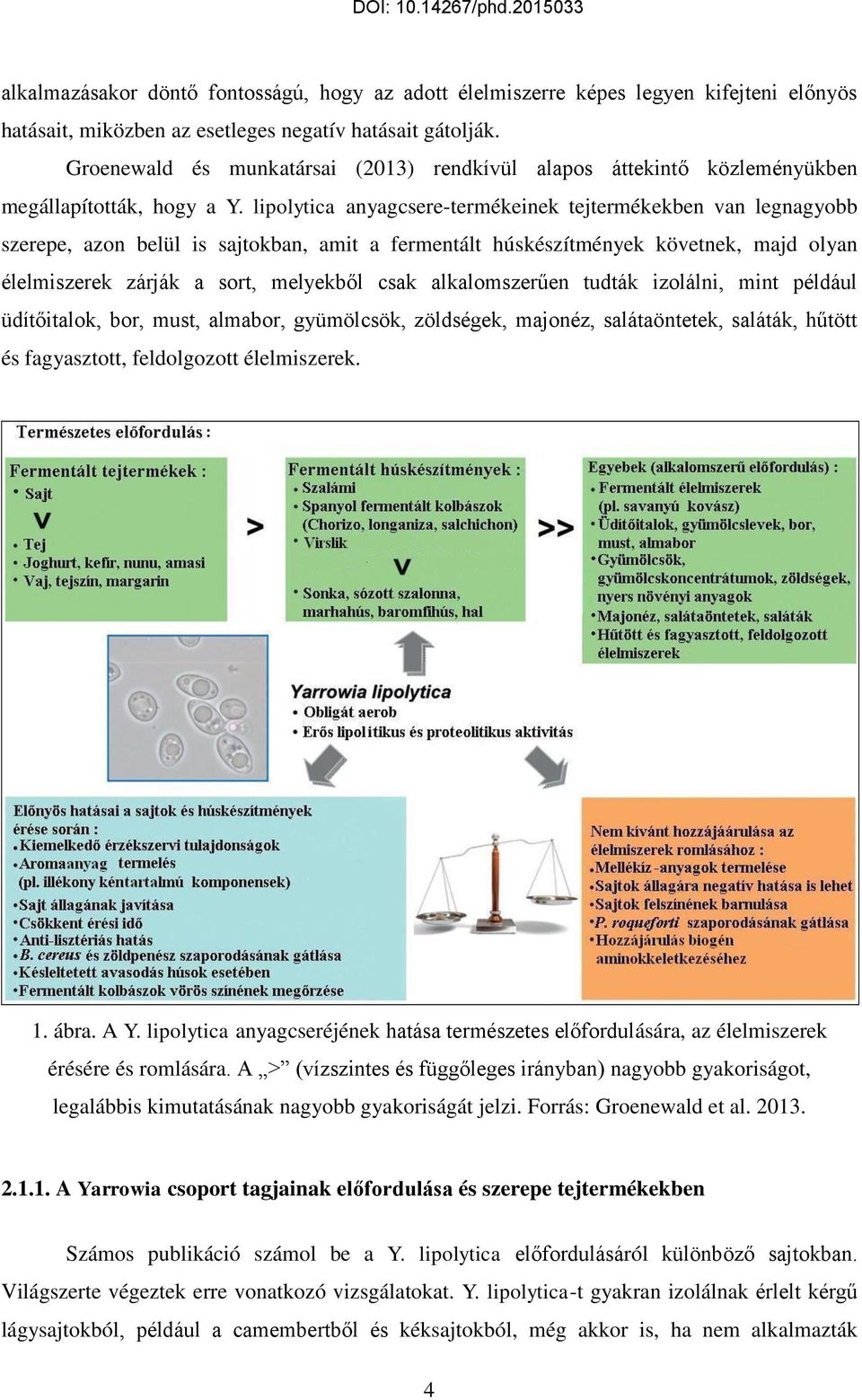 lipolytica anyagcsere-termékeinek tejtermékekben van legnagyobb szerepe, azon belül is sajtokban, amit a fermentált húskészítmények követnek, majd olyan élelmiszerek zárják a sort, melyekből csak