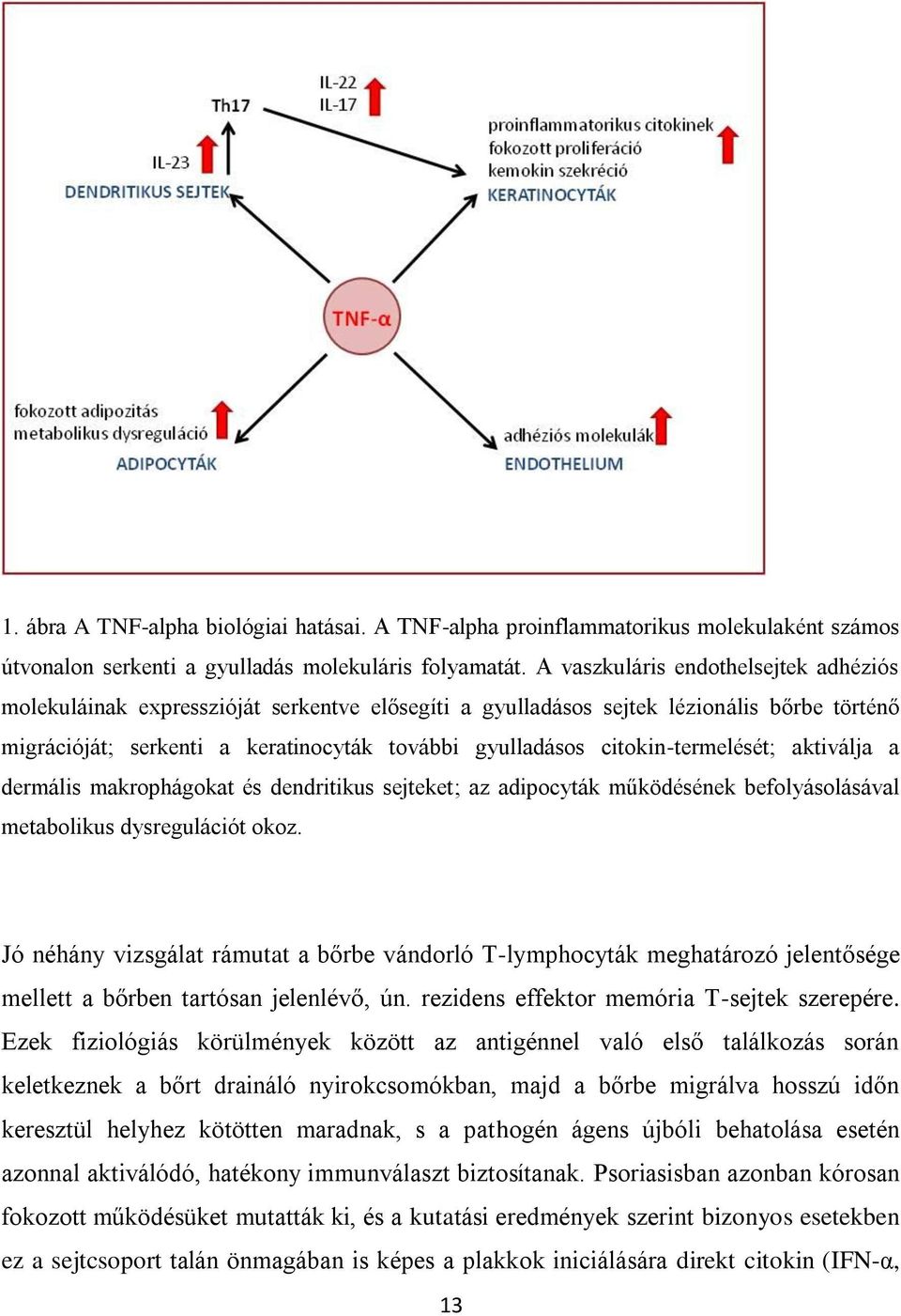 citokin-termelését; aktiválja a dermális makrophágokat és dendritikus sejteket; az adipocyták működésének befolyásolásával metabolikus dysregulációt okoz.