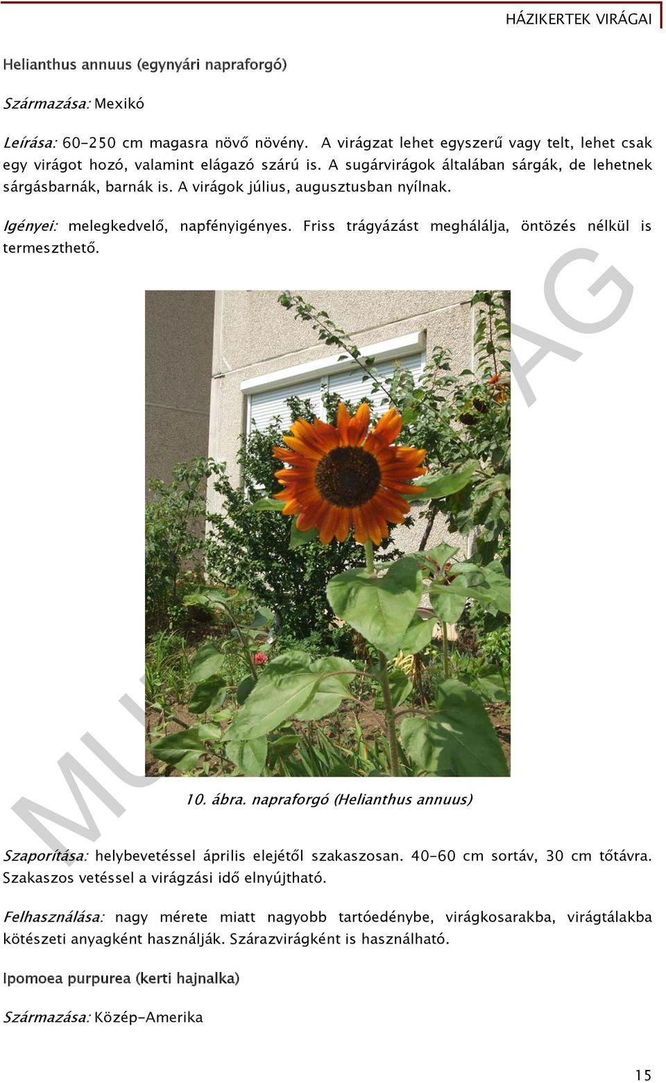 Friss trágyázást meghálálja, öntözés nélkül is termeszthető. 10. ábra. napraforgó (Helianthus annuus) Szaporítása: helybevetéssel április elejétől szakaszosan. 40-60 cm sortáv, 30 cm tőtávra.