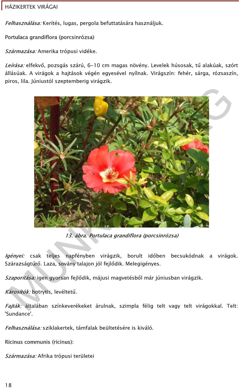 Portulaca grandiflora (porcsinrózsa) Igényei: csak teljes napfényben virágzik, borult időben becsukódnak a virágok. Szárazságtűrő. Laza, sovány talajon jól fejlődik. Melegigényes.