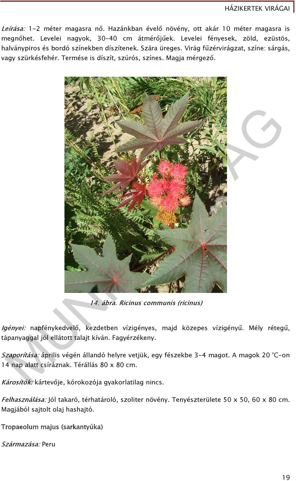 ábra. Ricinus communis (ricinus) Igényei: napfénykedvelő, kezdetben vízigényes, majd közepes vízigényű. Mély rétegű, tápanyaggal jól ellátott talajt kíván. Fagyérzékeny.