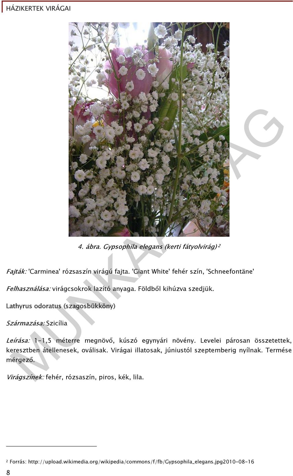 Lathyrus odoratus (szagosbükköny) Származása: Szicília Leírása: 1-1,5 méterre megnövő, kúszó egynyári növény.