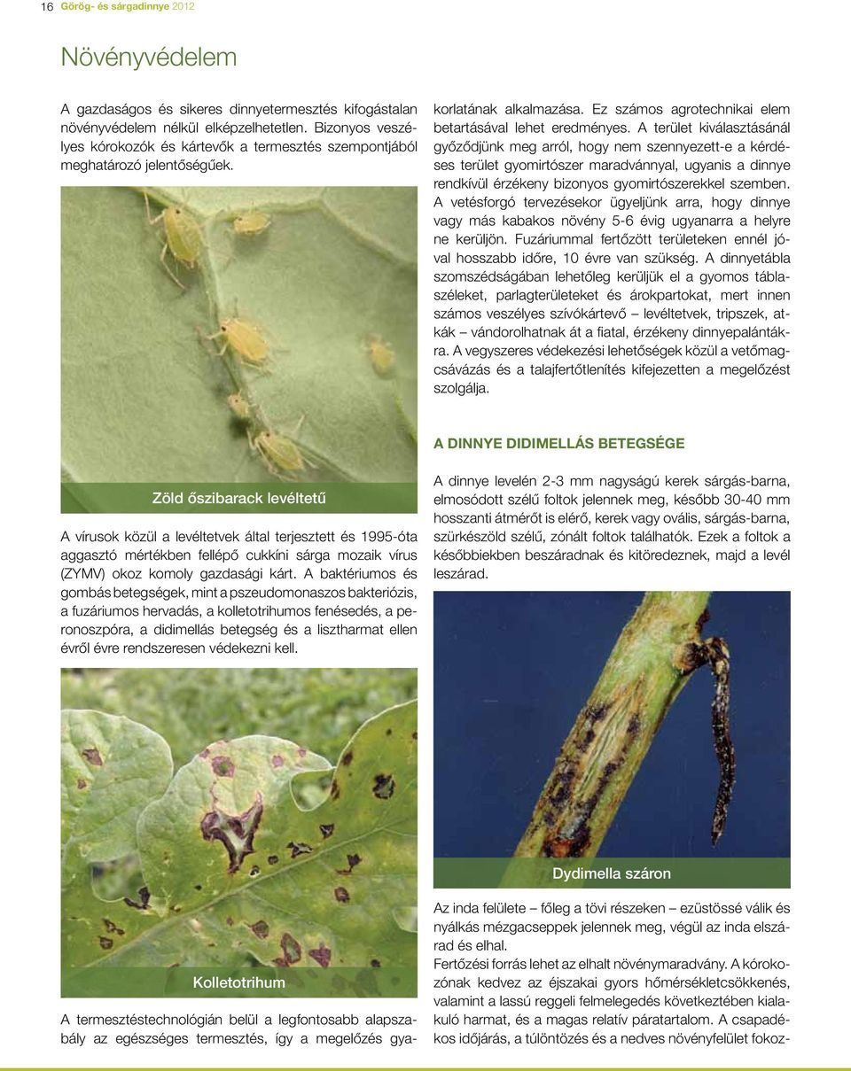 A termesztéstechnológián belül a legfontosabb alap szabály az egészséges termesztés, így a megelôzés gyakor la tának alkalmazása. Ez számos agrotechnikai elem be tar tá sával lehet eredményes.