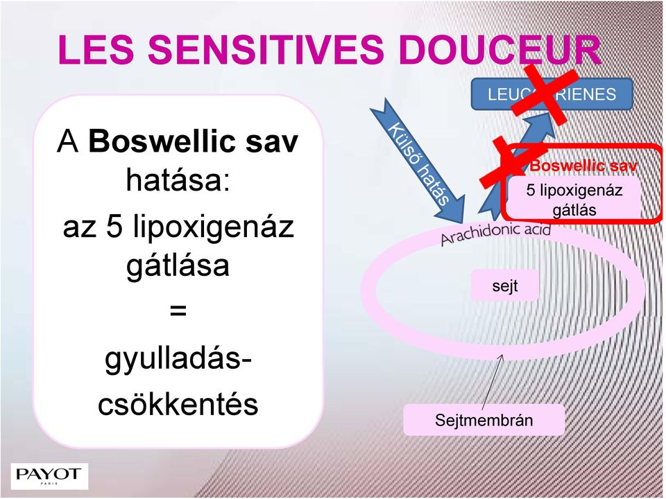 gyulladáscsökkentés Külső hatás sejt