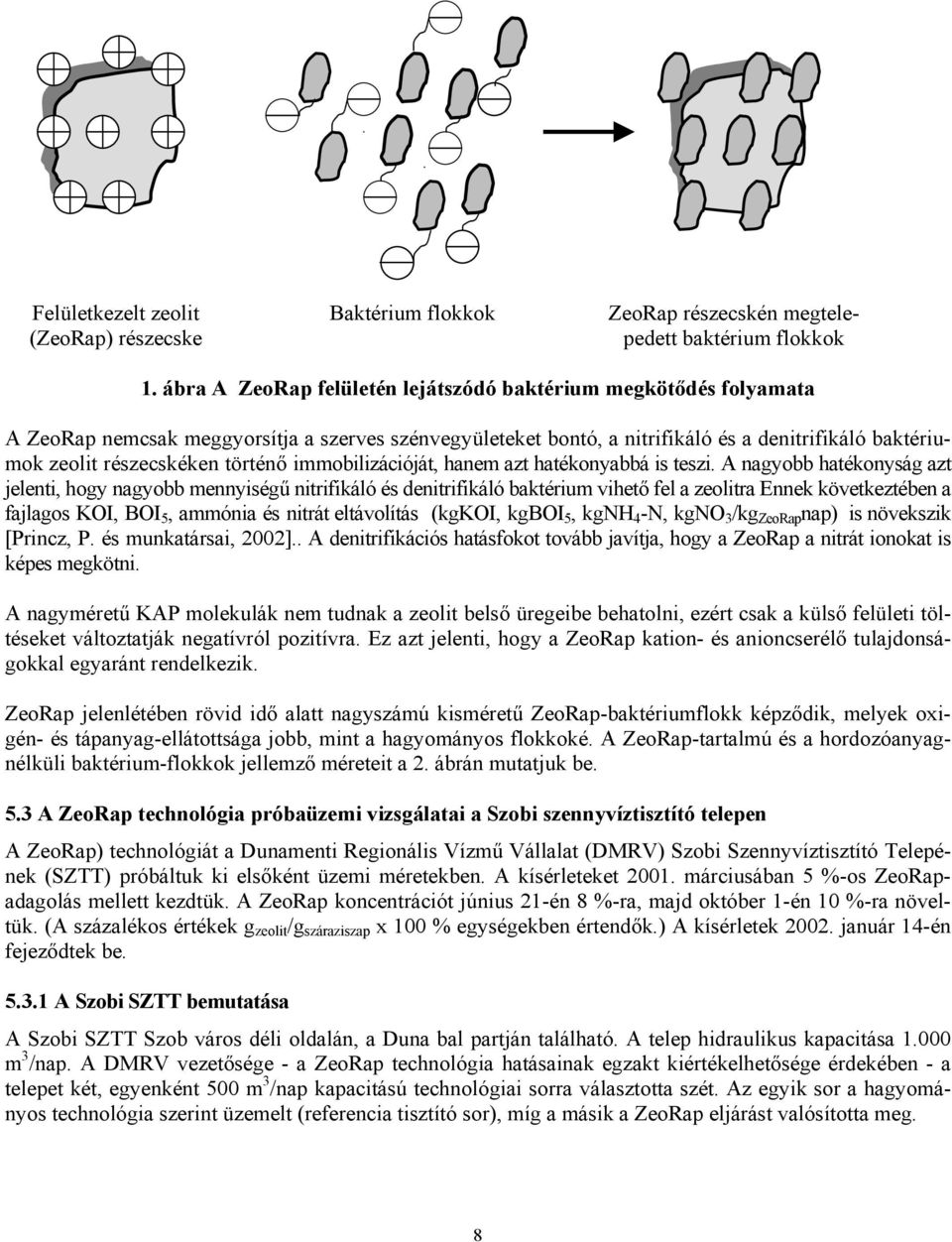 történő immobilizációját, hanem azt hatékonyabbá is teszi.