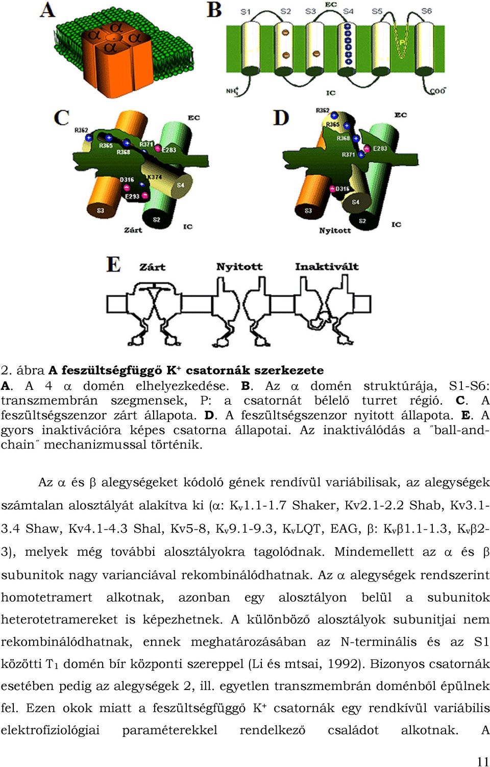 Az α és β alegységeket kódoló gének rendívül variábilisak, az alegységek számtalan alosztályát alakítva ki (α: K v 1.1-1.7 Shaker, Kv2.1-2.2 Shab, Kv3.1-3.4 Shaw, Kv4.1-4.3 Shal, Kv5-8, K v 9.1-9.