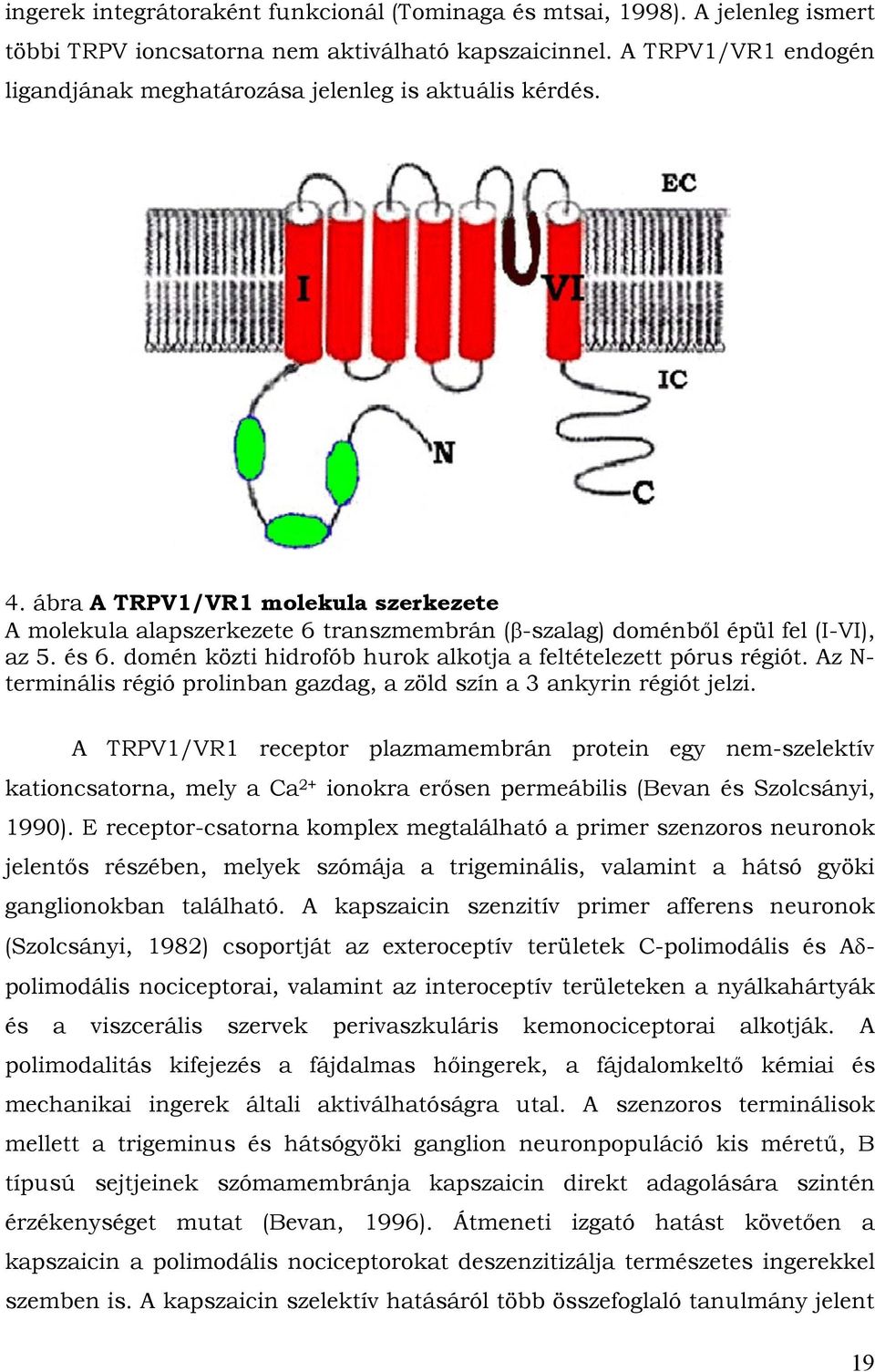 és 6. domén közti hidrofób hurok alkotja a feltételezett pórus régiót. Az N- terminális régió prolinban gazdag, a zöld szín a 3 ankyrin régiót jelzi.