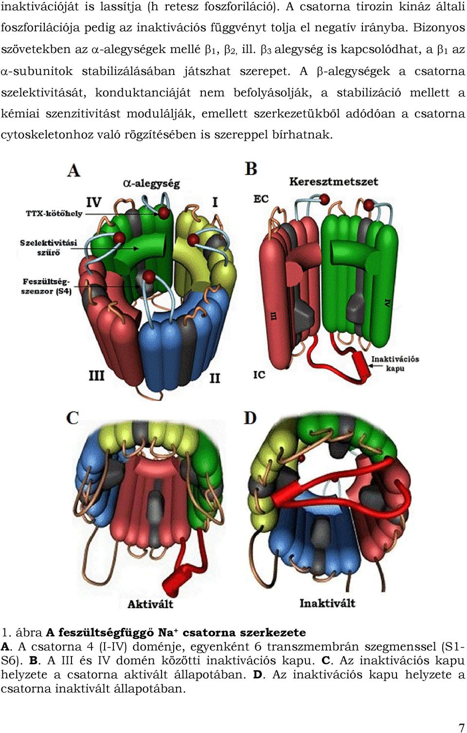 A β-alegységek a csatorna szelektivitását, konduktanciáját nem befolyásolják, a stabilizáció mellett a kémiai szenzitivitást modulálják, emellett szerkezetükből adódóan a csatorna cytoskeletonhoz