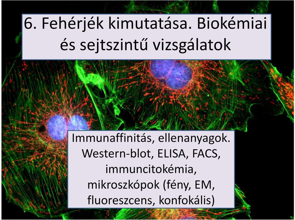 Immunaffinitás, ellenanyagok.