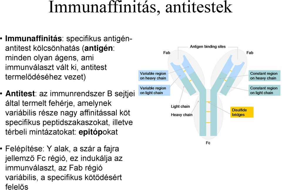 variábilis része nagy affinitással köt specifikus peptidszakaszokat, illetve térbeli mintázatokat: epitópokat Felépítése: