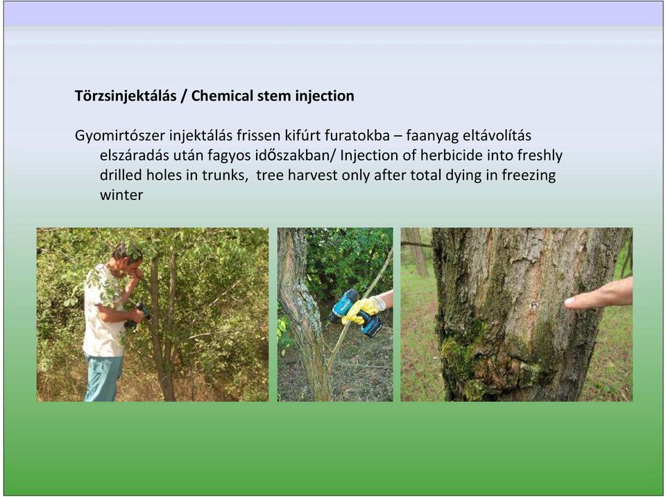 fagyos időszakban/ Injection of herbicide into freshly drilled