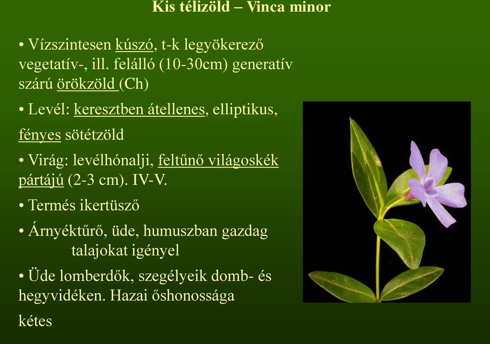 sötétzöld Virág: levélhónalji, feltűnő világoskék pártájú (2-3 cm). IV-V.