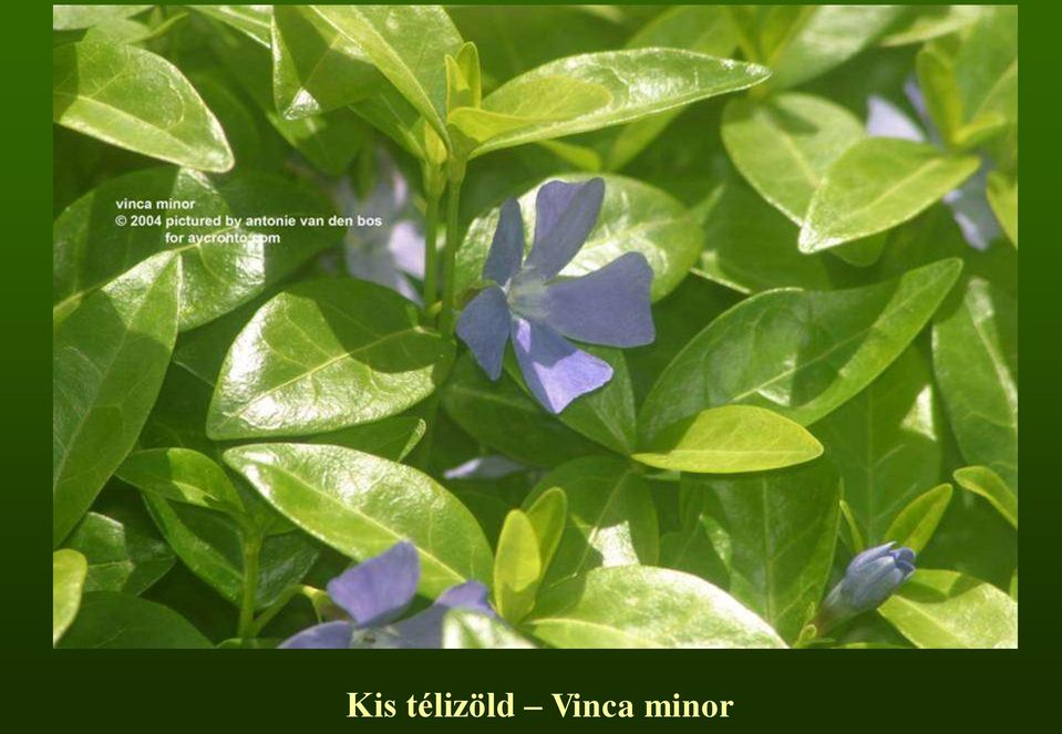 Vinca