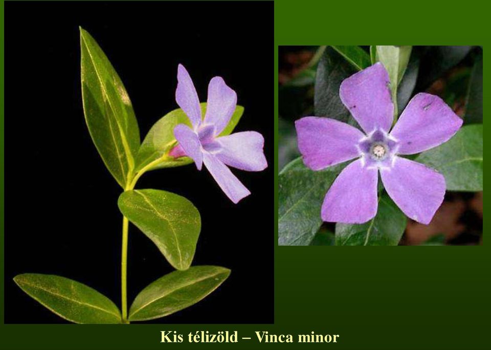 Vinca