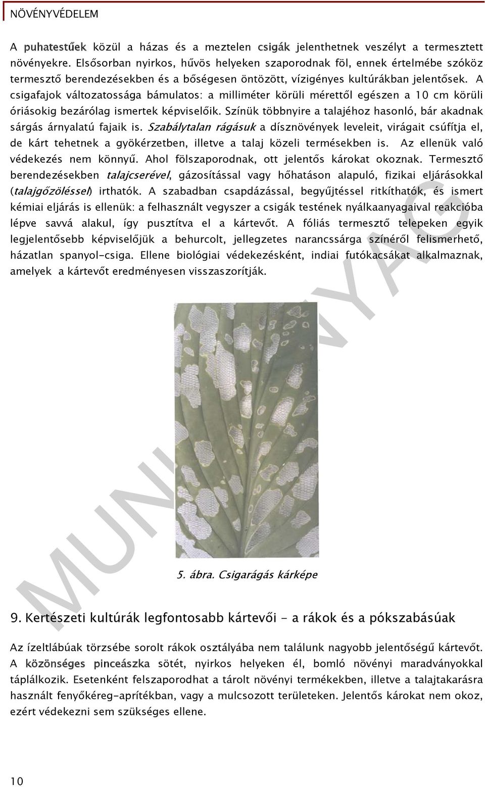 A csigafajok változatossága bámulatos: a milliméter körüli mérettől egészen a 10 cm körüli óriásokig bezárólag ismertek képviselőik.