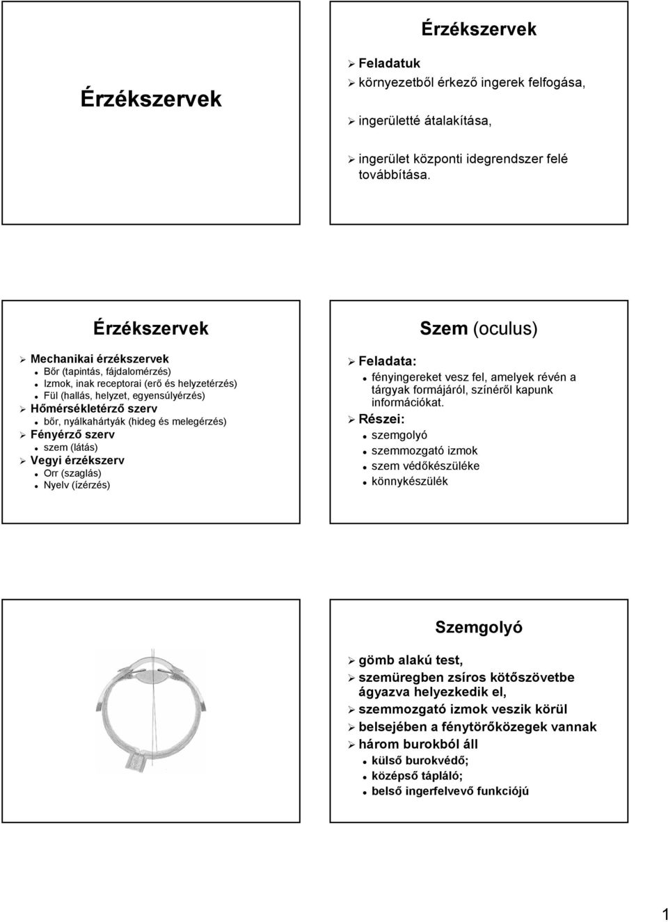 nyálkah lkahártyák k (hideg és s melegérz rzés) Fényérző szerv szem (látás) Vegyi érzékszerv Orr (szaglás) s) Nyelv (ízérz( rzés) Szem (oculus) Feladata: fényingereket vesz fel, amelyek révén r n a